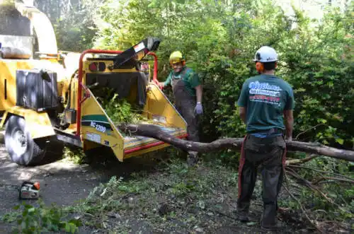 tree services Anna Maria